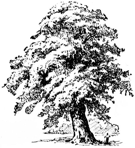 Oak Tree | ClipArt ETC Tree Drawings Pencil, Nature Sketch, Tree Sketches, Landscape Sketch, Tree Clipart, Nature Drawing, Landscape Drawings, Tree Drawing, Photo Tree