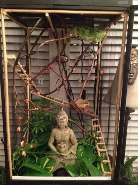 1000+ ideas about Reptile Cage on Pinterest | Reptile Enclosure ... Chameleon Terrarium, Chameleon Enclosure, Lizard Cage, Iguana Cage, Chameleon Cage, Terrariums Diy, Snake Enclosure, Gecko Terrarium, Veiled Chameleon