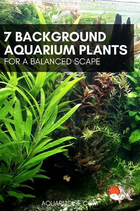 7 beautiful background aquarium plants | Aquariadise Background Aquarium, Background Plants, 10 Gallon Fish Tank, Aquarium Garden, Freshwater Aquarium Plants, Tropical Fish Tanks, Tropical Fish Aquarium, Indoor Water Garden, Guppy Fish