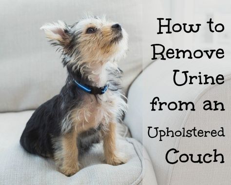 Cat Urine Out Of Couch, Getting Urine Smell Out Of Couch, How To Get Dog Pee Smell Out Of Couch, Remove Pet Urine From Couch, Remove Cat Urine Smell From Couch, Cleaning Dog Pee, Dog Urine Odor Remover, Remove Cat Urine Smell, Cleaning Pet Urine