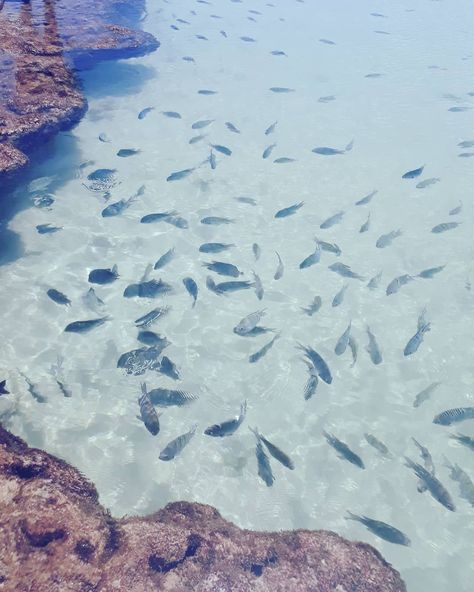 Porto de galinhas é procurada principalmente pelas piscinas naturais e vida marinha. Em praticamente todas as praias tem peixes, em umas… Brazil Aesthetic, Marine Life, Dream Life, Brazil, Pins, Instagram, Art