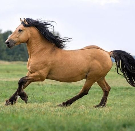 Quotes About Horses, Pretty Field, Horses Funny, Spirit The Horse, Buckskin Horse, Funny Horse Pictures, Animals Horse, Nice Smile, Horse Running