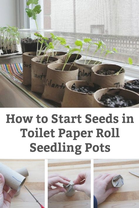 We all have spare toilet paper rolls. This spring, transform this "trash" into toilet paper roll seedling pots and learn how to start seeds on your window sill. #toiletpaperrollcrafts #toiletpaperroll #startingseedsathome #gardeningwithkids #homegardening #seedpots #springactivityforkids #greenliving Toilet Paper Roll For Seedlings, Using Toilet Paper Rolls For Seeds, Toilet Paper Seed Starter, Paper Seedling Pots, Toilet Paper Roll Planters, Paper Pots For Seedlings, Starting Seeds In Toilet Paper Rolls, Toilet Paper Roll Planter Seed Starting, Toilet Paper Roll Seed Starter Pots