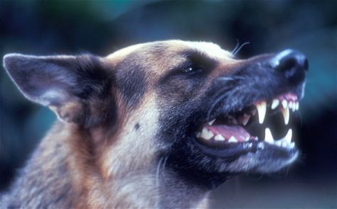 Dog attack laws and statistics - Telegraph Dogs And Owners, Dog Growling, Angry Animals, Angry Dog, Cat Anatomy, Newborn Puppies, Scary Dogs, Dog Attack, Dangerous Dogs