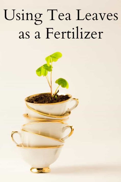 Using Tea Leaves as a Fertilizer - Don't toss your used tea leaves! Share them with your plants! #fertilizer #tea #tealeaves #natural Herbal Diy, Natural Plant Fertilizer, Care For Yourself, Acid Loving Plants, Living Fence, Natural Fertilizer, Garden Solutions, Fertilizer For Plants, Natural Parenting