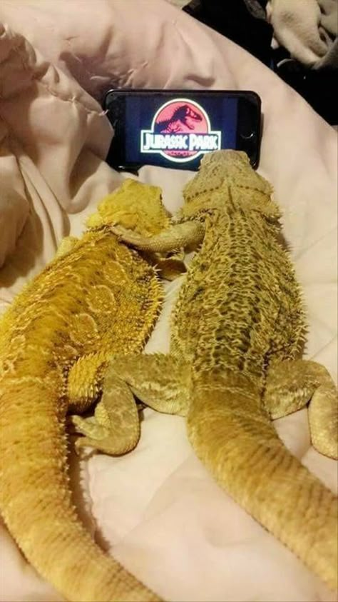 Bearded Dragon Funny, Bearded Dragon Cute, Bearded Dragon Care, Cute Lizard, Dragon Stuff, Cute Reptiles, Reptiles And Amphibians, Bearded Dragon, Cute Animal Photos