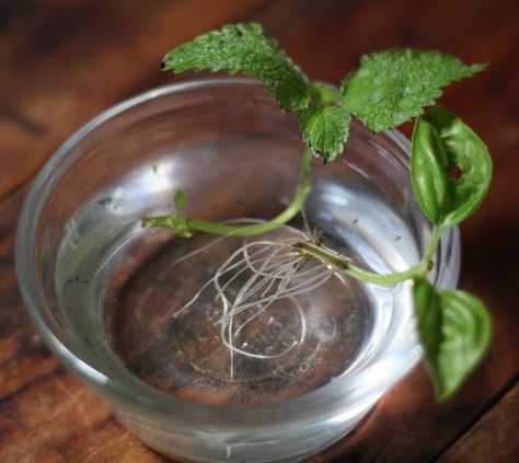 How To: Regrow Lemon Balm from Cuttings Agricultural Anarchy, Apothecary Cupboard, Garden Education, Veggies Garden, Growing Vegetables At Home, Propagate Plants, Regrow Vegetables, Pot Gardening, Growing Rosemary