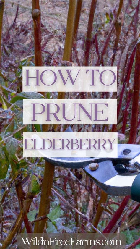 Prune Elderberry Elderberry Growing, Backyard Orchard, Herbs For Chickens, Edible Wild Mushrooms, Elderberry Plant, Elderberry Bush, Fruit Harvest, Pruning Fruit Trees, Vegetable Garden For Beginners