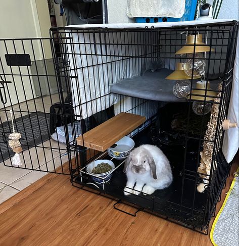 Dog Cage Bunny Cage, Dog Kennel Bunny Cage, Dog Kennel Rabbit Cage, Rabbit At Home, Rabbit Incloser, Rabbit Area Indoor, Free Roam Rabbit Set Up, Rabbit Homes Indoor, Rabbit Enclosure Indoor