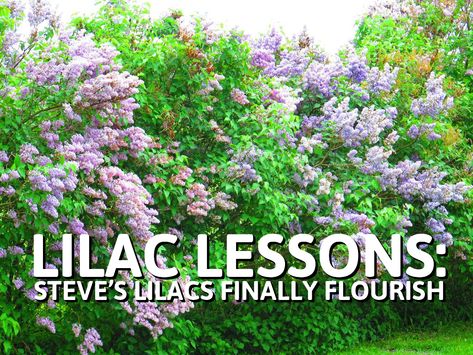 Where I live in #Canada, the peak of #lilac #blooms usually happens during the first week of June. A week later, the blooms are beginning to fade. This #summer, I solved a recurring problem I’ve been having with my lilac #hedge. Lilac Companion Plants, Lilac Landscape, Lilac Hedge, Hardy Shrubs, Common Lilac, Clematis Trellis, Diy Trees, Lilac Plant, Violet Garden