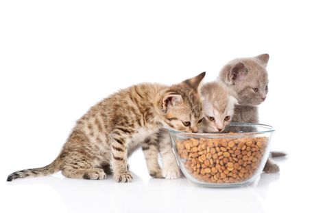 Free feeding cats turns out to be one of the worst ways to feed them. It's convenient, yes, but studies show that this is unhealthy for them in many ways... Furniture Dog Beds, Cats Reading, Pet Store Ideas, Cat Food Recipes, Healthy Cat Food, Reading Coffee, Homemade Cat Food, Best Cat Food, Cat Nutrition