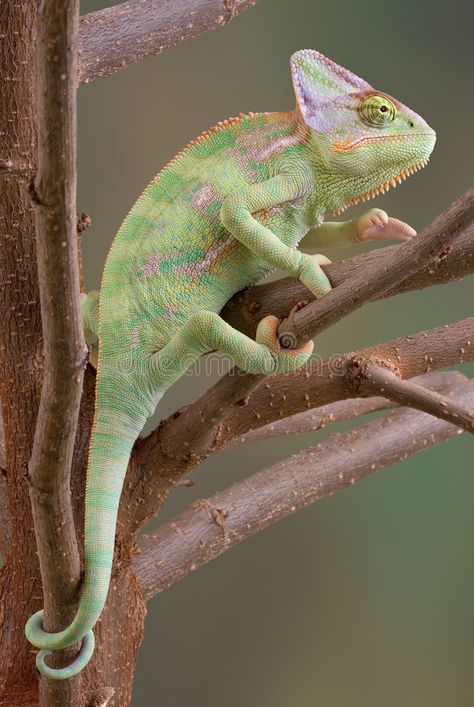 False Facts, Veiled Chameleon, Science History, Sitting In A Tree, Cute Reptiles, Retro Theme, Reptiles And Amphibians, Photo Tree, Animal Photo