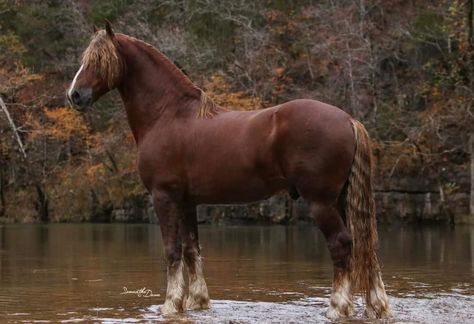 Fantasy Mounts, Kathiyawadi Horse, Horse Markings, Horse Poses, Animal Poses, Beautiful Horses Photography, Horse Reference, Horse Inspiration, Bay Horse