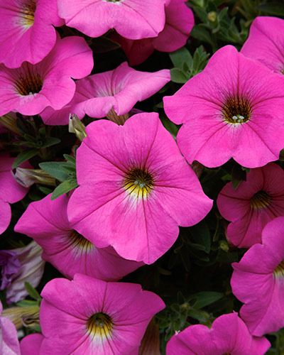 Flowers Recipes, Petunia Plant, Edible Flowers Recipes, Monrovia Plants, Growing Garden, Growing Gardens, Lawn And Landscape, Front Porches, Vibrant Flowers