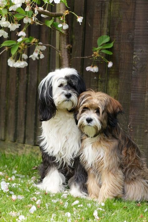 14 Interesting Facts About the Tibetan Terrier Morkie Haircut Hairstyles, Havanese Dogs Haircuts, Morkie Haircut, Tibet Terrier, Dogs Aesthetic, Aesthetic Dog, Tibetan Terrier, Havanese Dogs, Google Voice