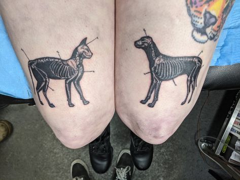 Goth Dog Tattoo, Gothic Dog Tattoo, Spooky Dog Tattoo, Cool Dog Tattoos, Textbook Tattoo, Dog Tooth Tattoo, Vetmed Tattoo, Labrador Dog Tattoo, All Dogs Go To Heaven Tattoo