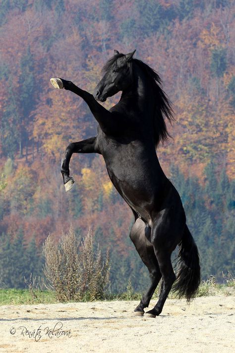 Photo by Renata Kolarova Regnul Animal, Black Stallion, Black Horses, Wild Mustangs, Friesian Horse, Most Beautiful Animals, Majestic Horse, All The Pretty Horses, Horse Crazy