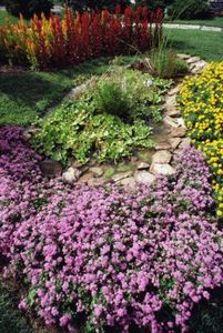 The Best Groundcover for Full Sun and Clay Soil thumbnail Clay Soil Gardening, Plants For Clay Soil, Clay Soil Plants, Landscaping On A Hill, Creeping Phlox, Garden Shrubs, Ground Cover Plants, Wildflower Garden, Clay Soil