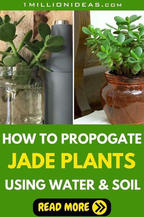 The Easiest Way To Propagate Jade Plants: Using Water Or Soil How To Propagate Jade Plant In Water, Jade Plant Propagation, Plant In Water, Money Plants, Jade Plant, Crassula Ovata, Jade Plants, Easy Plants, Water Me