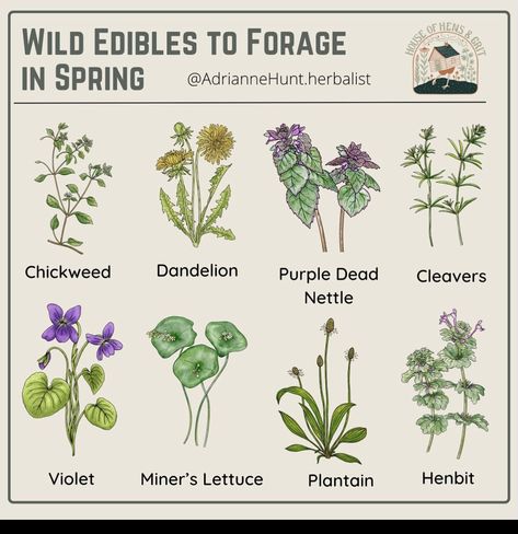 Uk Foraging Guide, Medicinal Herbs Remedies, Wild Food Foraging, Magickal Herbs, Spring Instagram, Medical Herbs, Healing Tea, Plant Book, Magical Herbs