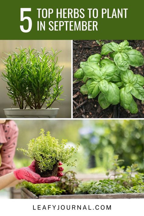 Get your garden ready for fall with these Top 5 Herbs to Plant in September! 🍂 Discover aromatic and flavorful additions to your kitchen garden. Herbs To Plant, Houseplants Decor, Healthy Garden, Herbs Indoors, House Plant Care, Ready For Fall, Gardening Gloves, Garden Pests, Lemon Balm