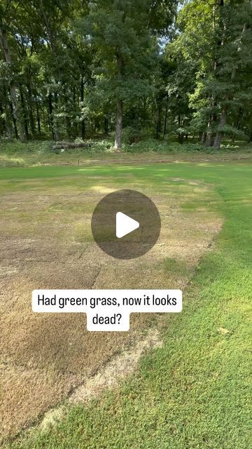 TJ Breil on Instagram: "Army worms 🐛 can cause havoc within just a few short days. They do like to munch on 30-60 day old sod, but established grass is not immune! If your grass quickly turned brown with no explanation, try this trick ⛳️. Dish soap and water #diy #lawn #lawncare #landscaping" Florida Landscaping, Diy Lawn, Home Landscaping, Outdoor Inspirations, Yard Ideas, Green Grass, Lawn Care, Garden And Yard, The Great Outdoors