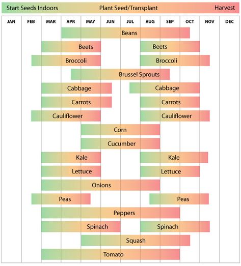 Zone 7 - Vegetable Planting Calendar Guide - Urban Farmer Seeds Vegetable Planting Calendar, Planting Zones, Vegetable Planting Guide, Vegetable Planting, When To Plant Vegetables, Gardening Planting, Planting Calendar, Hardiness Zones, Zone 7