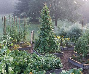 Vegetable Garden Raised Beds, Building A Raised Garden, Plants Growing, Garden Vines, Potager Garden, Veg Garden, Have Inspiration, Vegetable Garden Design, Mosaic Garden