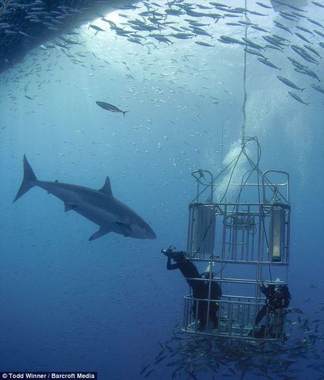 White shark Shark Lady, Shark Cage Diving, Shark Cage, Shark Photos, Shark Diving, Under The Ocean, Africa Do Sul, Shark Fishing, The Great White