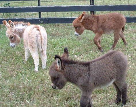 Cottage Animals, Baby Donkeys, Baby Donkey, Mini Donkey, Miniature Donkey, Wool Painting, Cute Donkey, Red Neck, A Donkey