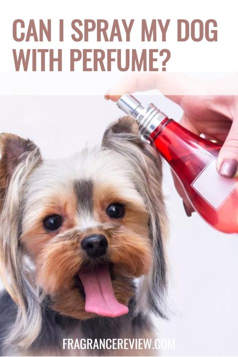 Can I Spray My Dog With Perfume? - can i spray perfume on my dog, can i spray my dog with perfume, can you spray your dog with perfume, can i spray perfume on my puppy, dog perfume, dog perfume spray, can i put perfume on my dog, dog perfume baby powder, is there dog perfume, dog perfume reviews, does dog perfume work, dog perfume names, perfume for dog smell, is there a perfume for dogs, dog perfume price, and more. Diy Dog Perfume Sprays, Dog Perfume, Perfume Names, Pet Smell, Dog Smells, Sage Essential Oil, Dog Cleaning, Perfume Reviews, Spray Perfume