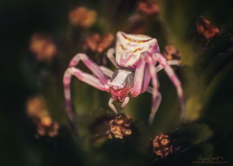 Pretty in Pink by Miguel-Santos Pink Spider, Pink Crab Spider, Antilles Pink Toe Tarantula, Pink Insect, Purple Pinktoe Tarantula, Pink Zebra Beauty Tarantula, Crab Spider, Real Spiders, Spider Species