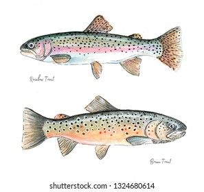 Trout Painting, Trio Art, Trout Art, Fish Watercolor, Rainbow Trout Fishing, Watercolor Fish, Two Fish, Rainbow Trout, Fish Painting