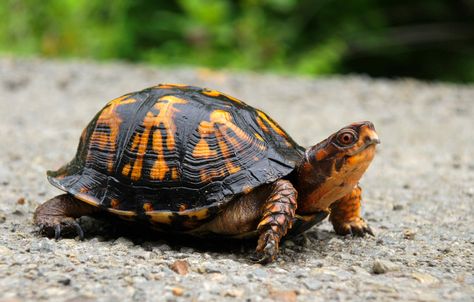 https://flic.kr/p/9V9cZz | Eastern Box Turtle | This little fellow looks like he just got a wash and wax.  One of the brightest color box turtles I ever seen.  Just guessing, the shell was probably about 8 inches in diameter. Box Turtles, Eastern Box Turtle, Kawaii Turtle, Land Turtles, Turtle Care, Box Turtle, Tortoise Turtle, Turtle Love, Turtle Art