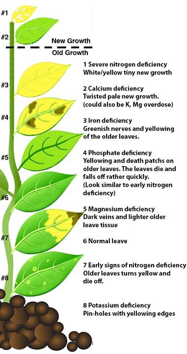 Cheat Sheet for Plant Nutrients Plant Deficiencies, Plantarea Legumelor, Vegetable Garden Tips, Hydroponic Growing, Plant Nutrients, Plant Diseases, Home Vegetable Garden, Organic Gardening Tips, Hydroponic Gardening