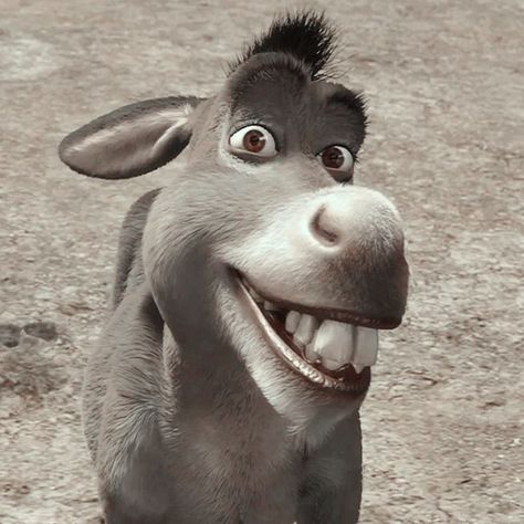 Shrek X Donkey, Donkey In Shrek, Shrek Character, Shrek Donkey, Kaptan Jack Sparrow, Disney Pop, Scarlet Witch Marvel, Funny Wallpaper, Funny Reaction Pictures