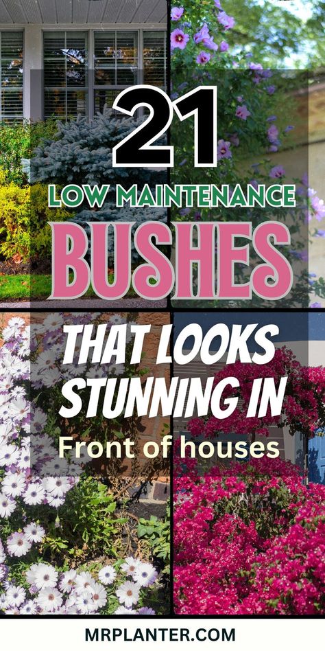 Spruce up your front yard with these beginner-friendly, low-maintenance bushes that are easy to care for. Click the image to know more. Follow us for more tips. #BeginnerGardening #FrontYardLandscaping #EasyBushes Bushes In Front Of House, Front Yard Design Ideas, Yard Design Ideas, Garden Home Ideas, Yard Landscape Ideas, Garden Front Yard, Low Maintenance Landscaping Front Yard, Front Yard Landscape, Beginners Landscaping