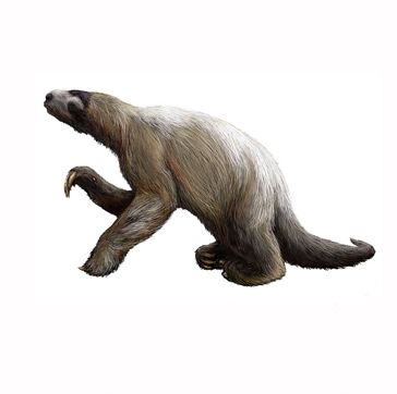 1998 | DNA from ground sloths’ fossilized dung reveals ecology of lost world Sloth Birthday Party, Sloth Facts, Giant Sloth, Ground Sloth, Two Toed Sloth, Sloth Animal, Save The Rainforest, Country Animals, Three Toed Sloth