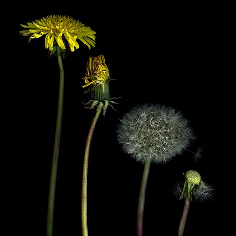 Dandelion Painting, Indoor Flowering Plants, Growth And Decay, Dandelion Clock, A Dandelion, Dandelion Wish, Dandelion Flower, Language Of Flowers, Life Cycle