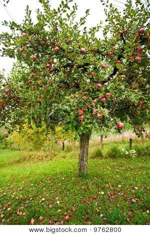 9762800 Harvest Pictures, Tree Of Life Images, Orchard Garden, Johnny Appleseed, Ideal World, Apple Trees, Children's Garden, Free Photographs, Apple Harvest