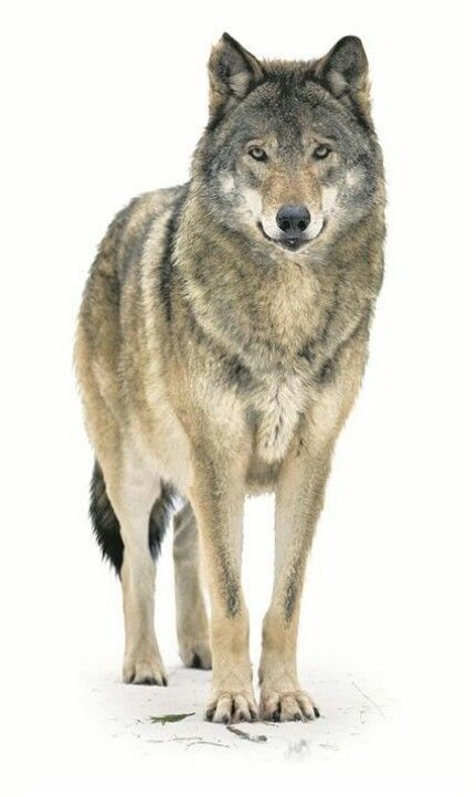 Wolf Standing Side View, Wolf Standing Drawing, Wolf Easy Drawing, Drawing Ideas Wolf, Wolf Drawing Reference, Wolf Drawing Ideas, Wolf Drawing Tattoo, Wolf Drawing Easy, Wolf Sitting