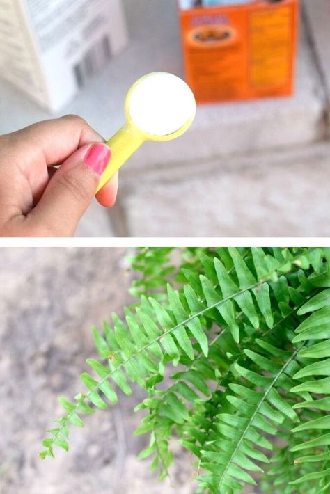 Homemade Plant Food For Indoor Plants, Homemade Plant Food For Flowers, Diy Plant Food Houseplant, Diy Plant Food, Plant Food Diy, Homemade Plant Food, Diy Fertilizer, Organic Plant Food, Potted Ferns