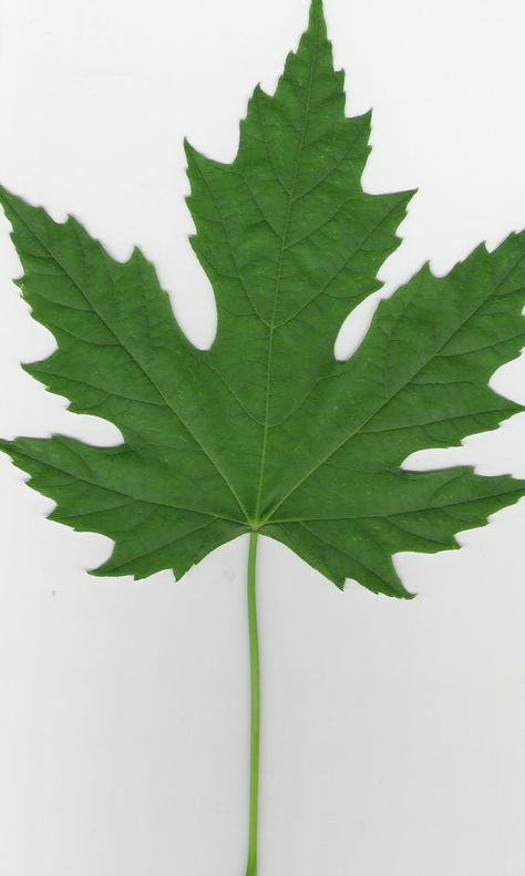 Trees- Identification Flashcards by ProProfs Maple Leaf Images, Tree Leaf Identification, Silver Maple Tree, Leaf Identification, Tree Id, Silver Maple Leaf, Tree Identification, Canada Fashion, Leaf Images