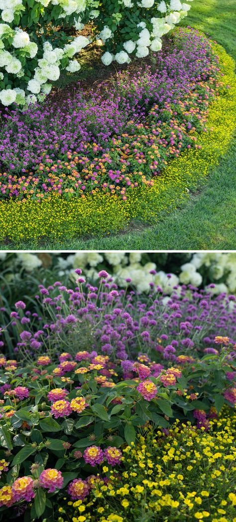 Pollinating Garden Ideas, Garden Layering Landscaping, Pollinator Flower Garden, Part Sun Pollinator Garden, Lantana Garden Flower Beds, Garden Layout Flower, Easy Pollinator Garden, Texas Pollinator Garden Layout, California Pollinator Garden