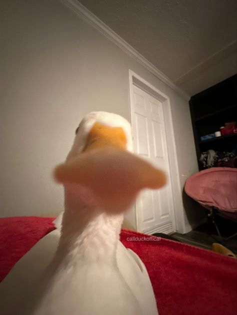 Duck Staring At Camera, Goose Pfp, Duck Pics, Call Ducks, Pepper Pig, Duck Pictures, Genshin Art, Canadian Goose, Silly Goose