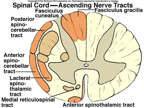 Descending Tracts Ascending Tracts Of Spinal Cord, Tracts Of Spinal Cord, Neuro Anatomy, Spinothalamic Tract, Nbcot Exam, Dorsal Root Ganglion, Corpus Callosum, Pet Ct, Cell Forms