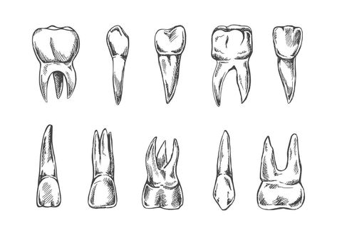 Teeth Sketch, Theme Tattoos, Teeth Drawing, Types Of Humans, Framed Tattoo, Canine Tooth, Human Teeth, Drawing Set, Cityscape Photos