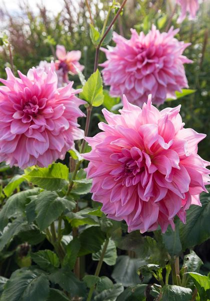 Dahlia Ottos Thrill, Otto's Thrill Dahlia, Garden Fertilizer, Dahlias Garden, Growing Dahlias, Cut Flower Garden, Dahlia Flower, Plant Species, How To Level Ground