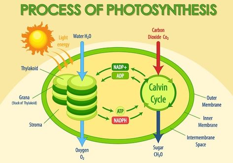 Process Of Photosynthesis, Science Drawing, Notes Life, Study Strategies, High School Life, Bullet Journal Aesthetic, Engineering Technology, Light Energy, Journal Aesthetic