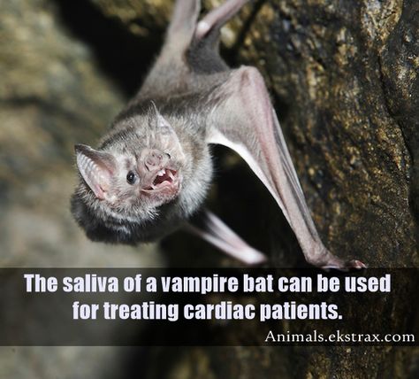 15 Interesting Facts About Bats Facts About Bats, Bat Facts, Endangered Wildlife, Animal Conservation, Vampire Bat, Rare Animals, Fascinating Facts, Endangered Animals, Wildlife Conservation